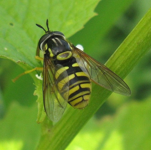 grotefopwespvrouwnatuurlijkbrabant11052009 2
