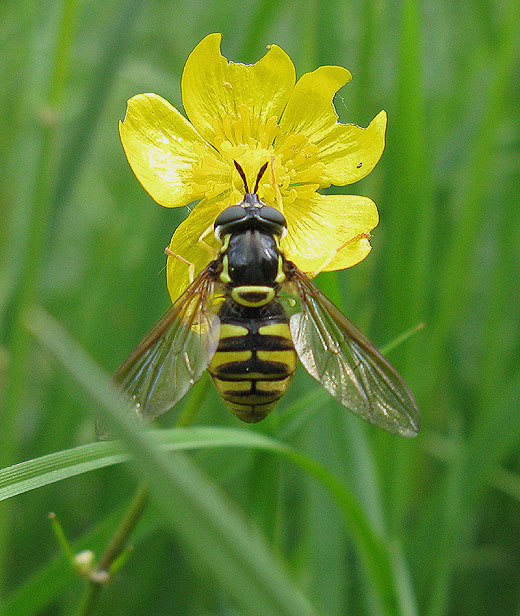 grote_fopwesp_vrouw_op_kruipende_boterbloem_natuurtuin_varsseveld_leerdam_12052011.jpg grote_fopwesp_vrouw_op_kruipende_boterbloem_natuurtuin_varsseveld_leerdam_12052011.jpg