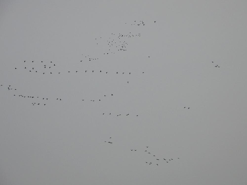 kolganzenenkievitenochtendtrekpoldermiddelbroekmeerkerk18022026