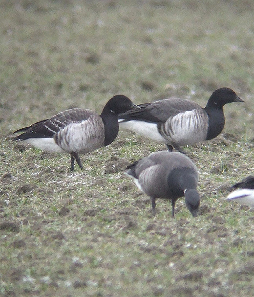 witbuik en zwartbuikrotgans zeeland 13022010 4