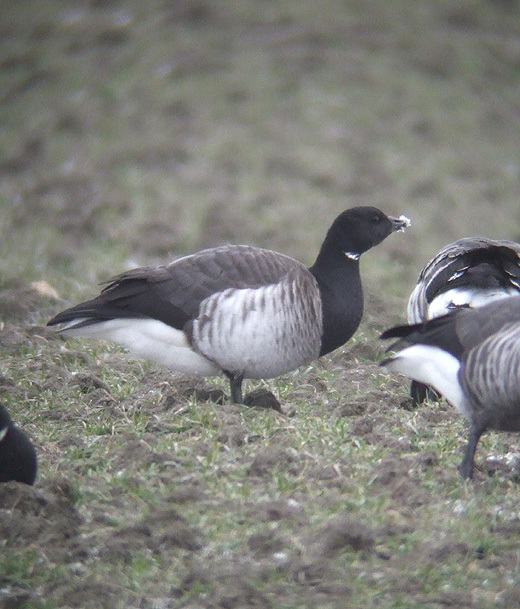 witbuik en zwartbuikrotgans zeeland 13022010 7