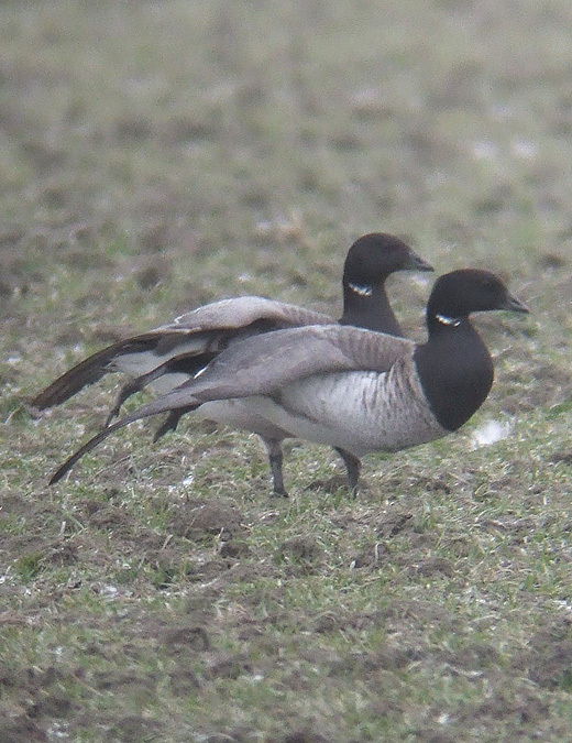witbuikrotgans zeeland 13022010 5