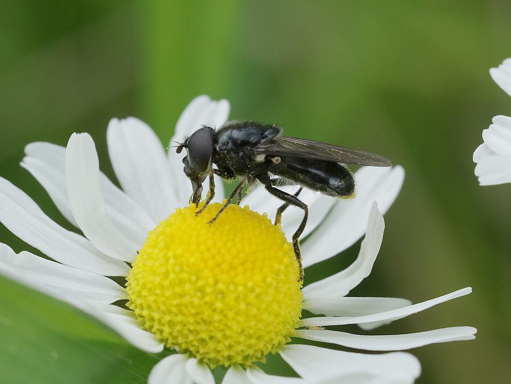 blauwgitjemanopkamillezouweboezemgebied05062026 1