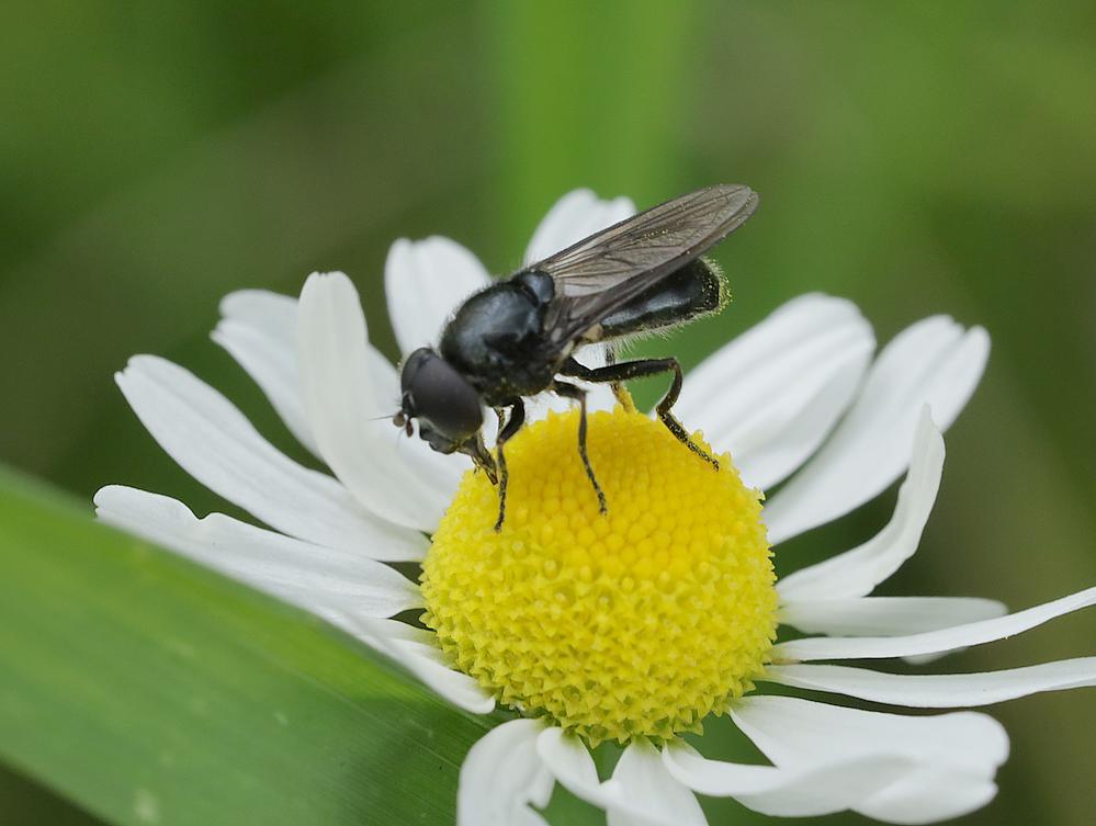 blauwgitjemanopkamillezouweboezemgebied05062026 2
