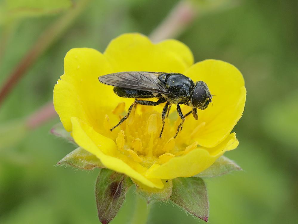 blauwgitjevrouwopvijfvingerkruidzouweboezemgebied05062026