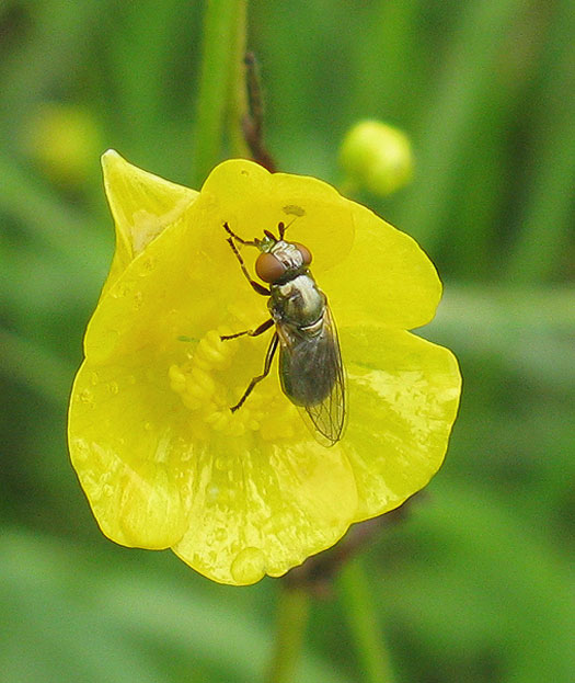 gewoonglimlijfjeopscherpeboterbloemzouweboezem18072011
