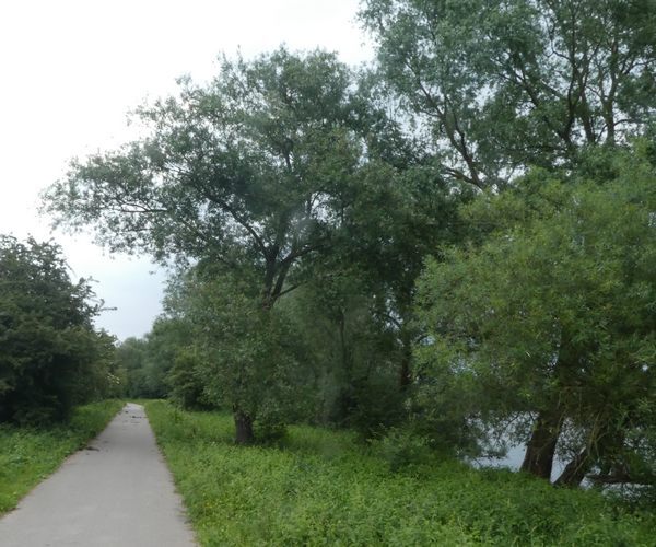 twintigstippeligwilgenhaantjearnhem24052018 1