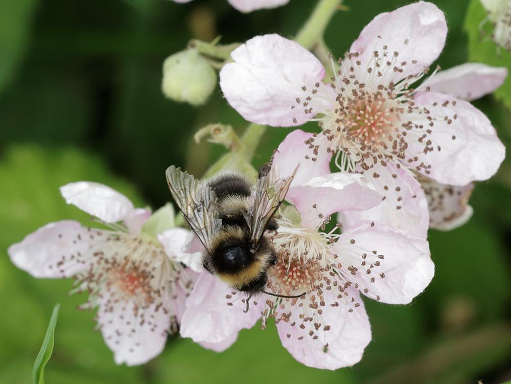 tuinhommelopbraamzouweboezemgebied06062026