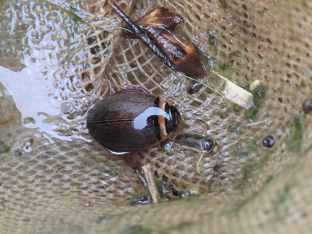 graphoderus cinereus zouweboezemgebied 11092026