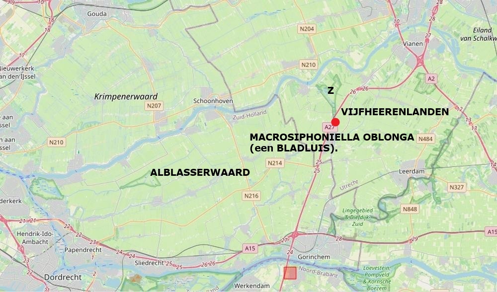 macrosiphoniella oblonga bladluis op bijvoet zouweboezemgebied08092026 kaartperiode 2000 2026