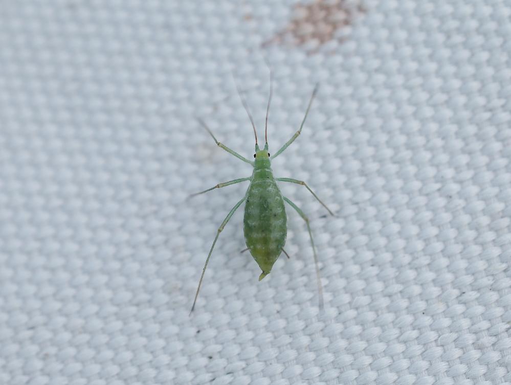 macrosiphoniella oblonga bladluis op bijvoet zouweboezemgebied08092026