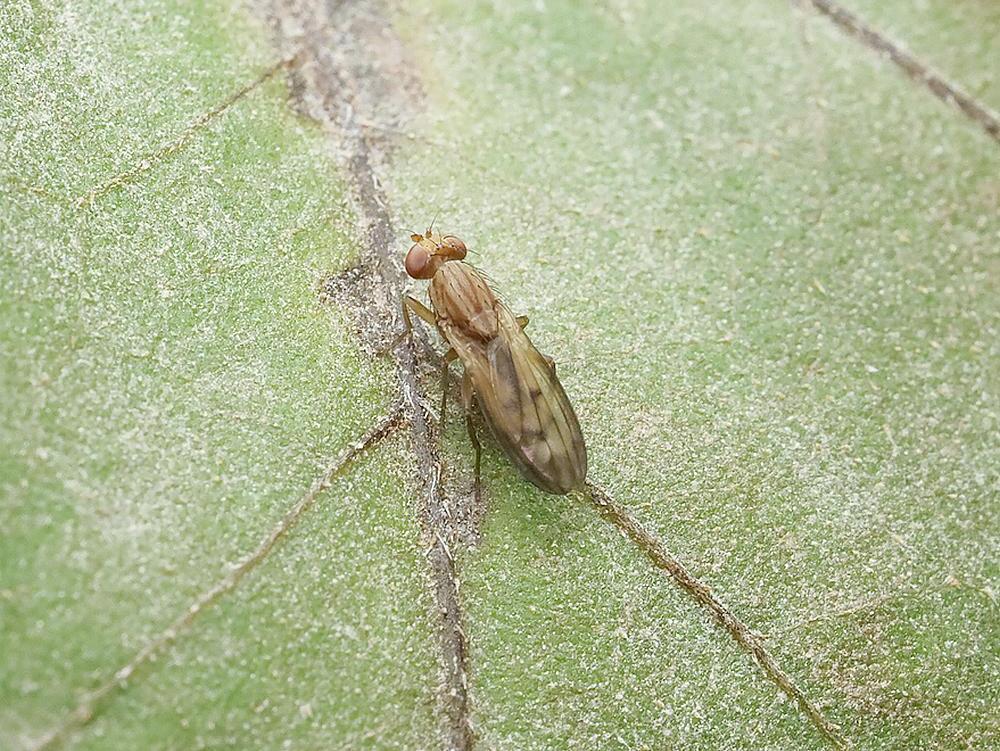 opomyza germinationis een grasvlieg zouweboezemgebied24072026