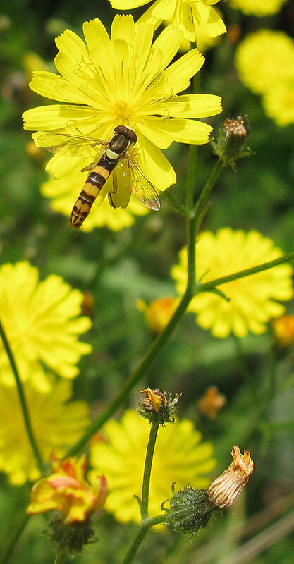 grotelanglijfmanopkleinstreepzaadnatuurlijkbrabant11072011