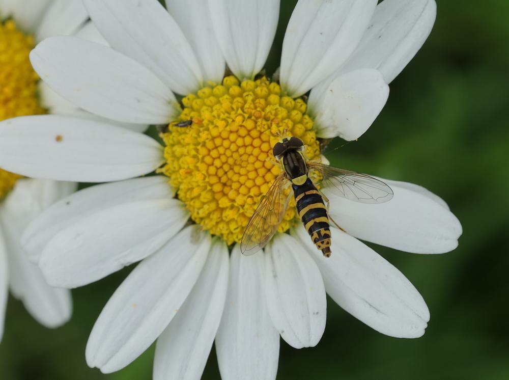 grotelanglijfvrouwopmargrietzouweboezemgebied01062026