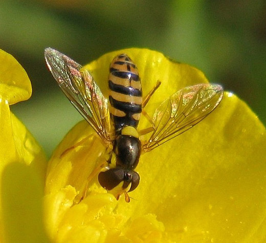kleinelanglijfvrouwopkruipendeboterbloema15betuwelijnspijk30042009