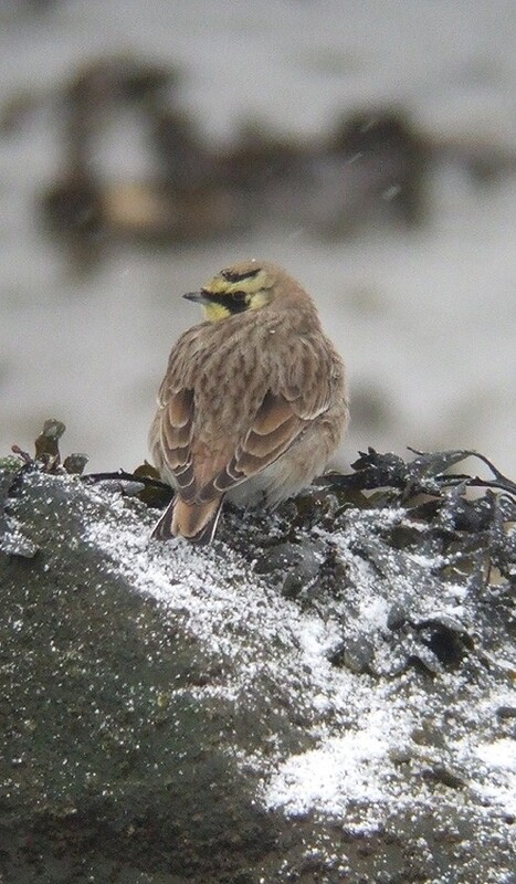 strandleeuwerik_zeeland_13022010_5.jpg