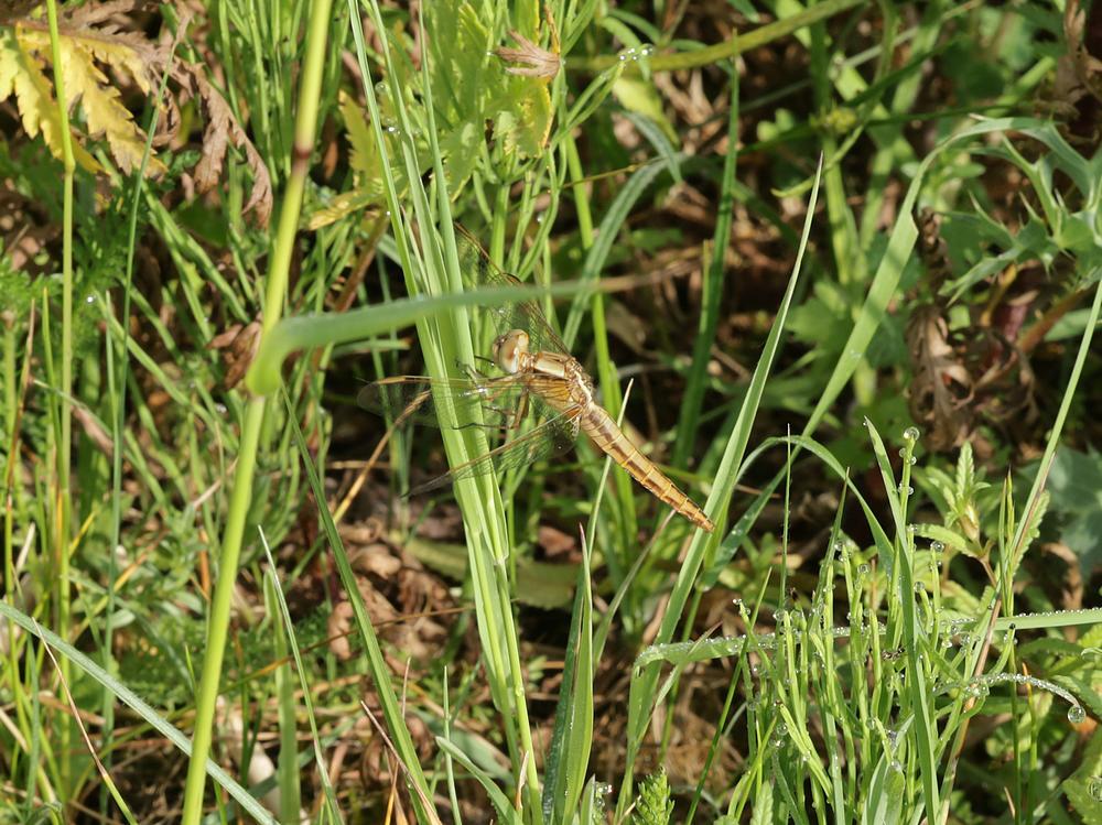 vuurlibelzouweboezemgebied30052026