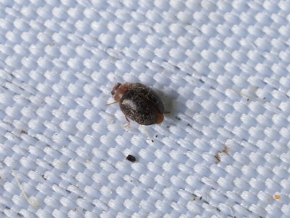 bebopnepkapoentje zouweboezemgebied 06102026