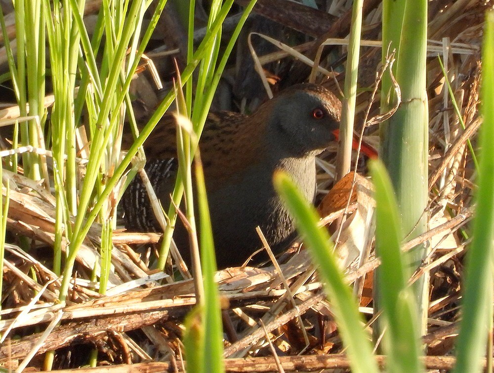 waterralvogelkijkhutzouweboezem20042025