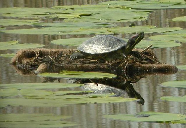 roodwangschildpadzouweboezem05052006