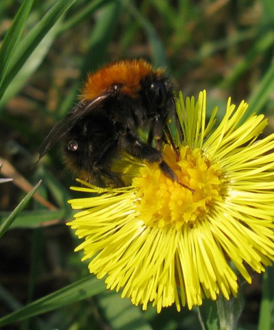 akkerhommel_op_klein_hoefblad_meerkerk_17032012