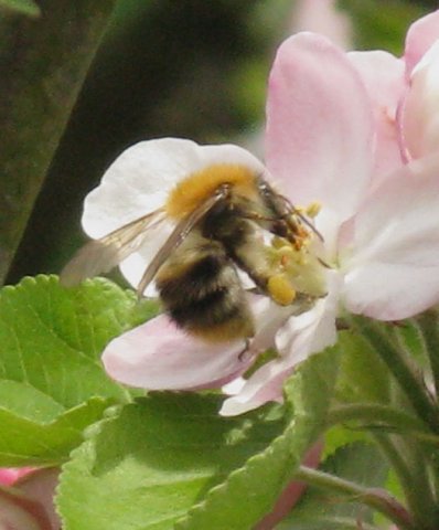 akkerhommel_vrouw_op_appelbloesem_zouweboezem_12042014
