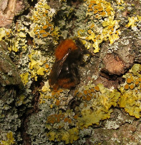 akkerhommel_zouweboezem_22112014