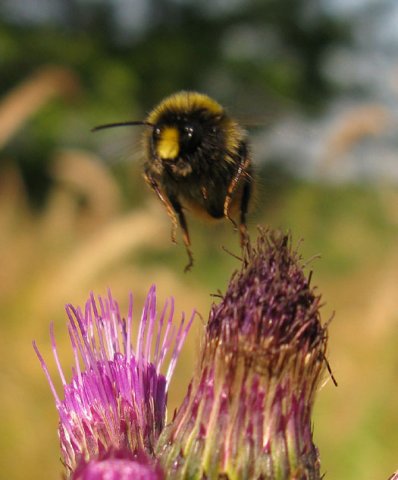 steenhommel_man_op_kale_jonker_zouweboezem_06062014_4