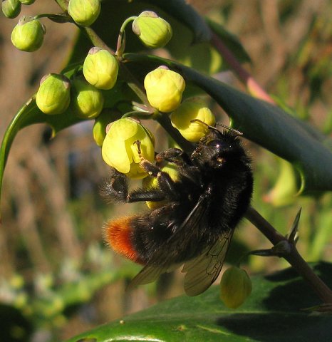 steenhommel_vrouw_op_wintermahonia_meerkerk_08112014_2