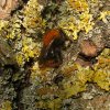akkerhommel_zouweboezem_22112014
