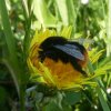 steenhommelvrouwbiesbosch21042019