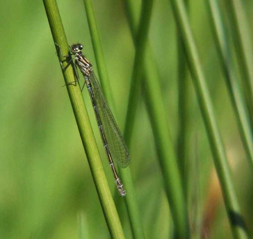 variabelewaterjufferzouweboezem15042007