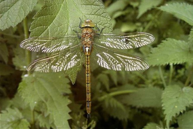 vroegeglazenmakerviaansebos25052007