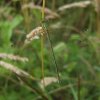 zwervendepantserjuffernatuurlijkbrabant17062007