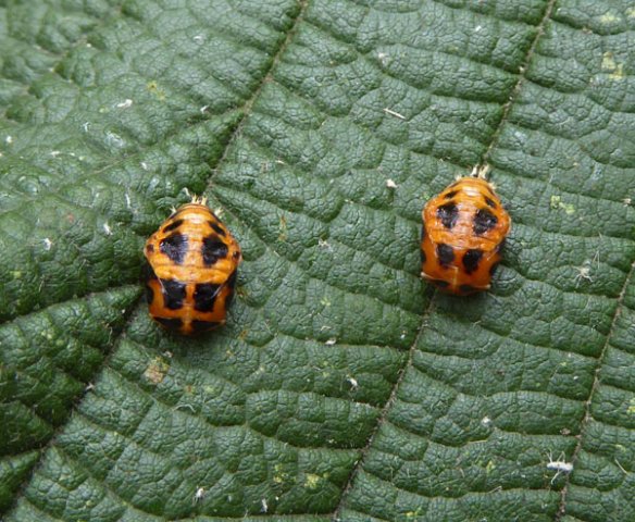aziatischlieveheersbeestjepopmeerkerk23062015