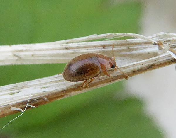 graslandnepkapoentjetienhoven21082015_4