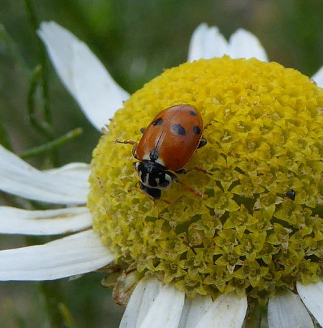 ruigtelieveheersbeestjeopreukelozekamillebraakgorinchem06072015_1