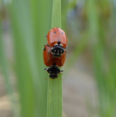 ruigtelieveheersbeestjeparingbrabantsebiesbosch11072015_1