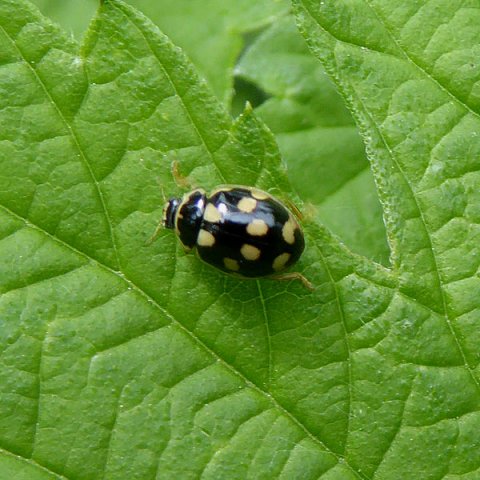 schaakbordlieveheersbeestjeviaansebos03062015_3