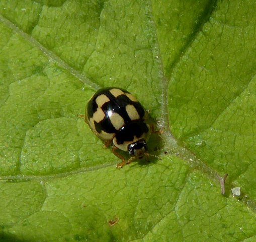 schaakbordlieveheersbeestjezouweboezem04062015