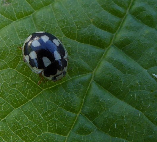 schaakbordlieveheersbeestjezouweboezem21072015
