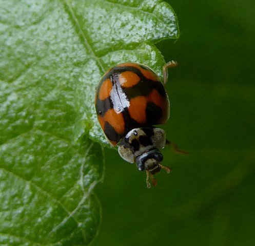 tienstippeliglieveheersbeestjemeerkerk23062015_2
