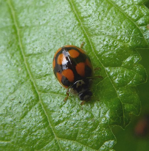 tienstippeliglieveheersbeestjemeerkerk23062015_3
