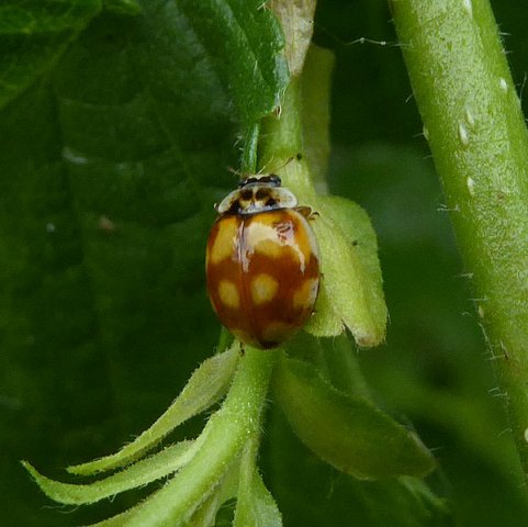 tienstippeliglieveheersbeestjeophazelaarmeerkerk26062015_1