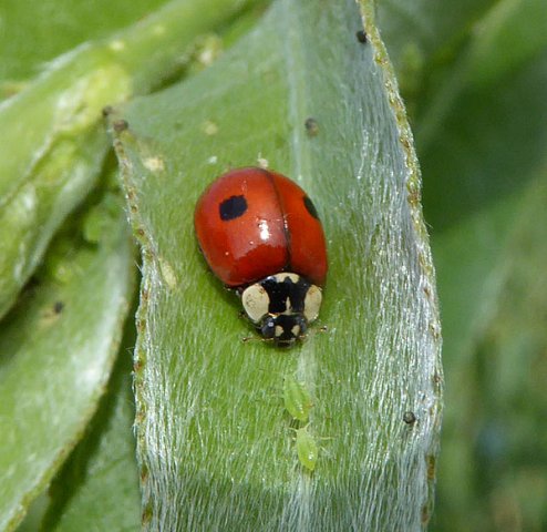 tweestippeliglieveheersbeestjeopwilgzouweboezem15062015