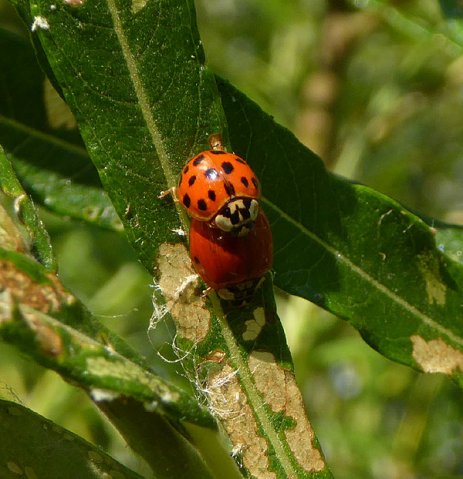 veelstippigaziatischlieveheersbeestjeparingopwilgburggraafmeerkerk16062015_2