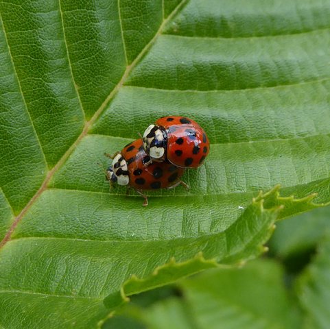 veelstippigaziatischlieveheersbeestjevoortuinmeerkerk08062015_2