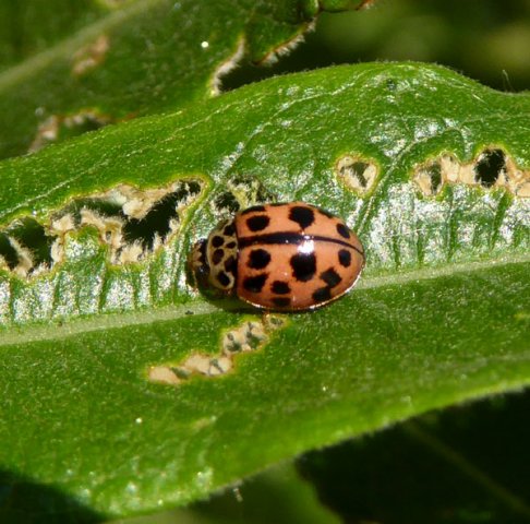 vloeivleklieveheersbeestjezonnendopwilgmeerkerk16062015_2