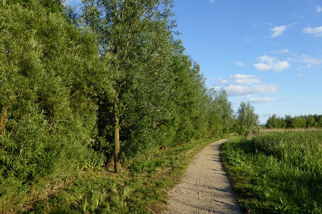 wilgenlieveheersbeestjeszonwandburggraafmeerkerk16062015