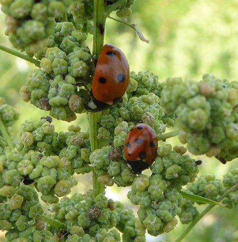 zevenenelfstippeliglieveheersbeestjebrabantsebiesbosch11072015_1
